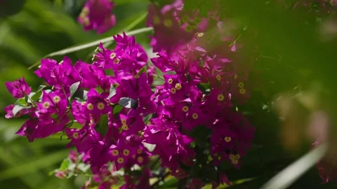 Close up of Purple flowers on tree in mexico Vidéo 194074844