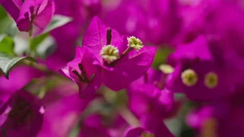 Close up of Purple flowers on tree in mexico 库存影片 194074848