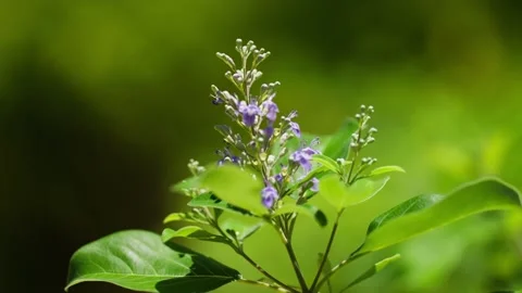 Close up of purple flowers on tree in mexico 動画素材 194074868