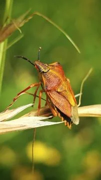 Close-up of a purple fruit bug (Carpocoris purpureipennis) perched on a blade of Stock Photos