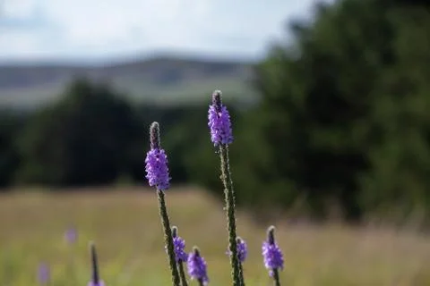 A close up of a purple Gayfeather flower in the wild of Nebraska Stock Photos