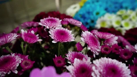 Close-up of purple Gerbera Daisy Stock Footage 320958602