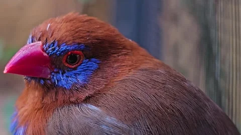 Close up of A purple grenadier bird  Stock Footage 266058715