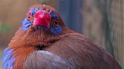 Close up of purple grenadier bird Stock Footage 266173173
