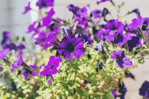 Close-up of purple heartsease flowers against white brick wall. Foto stock