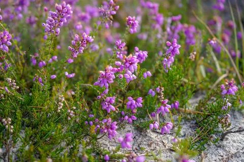 Close up of purple heather 写真素材