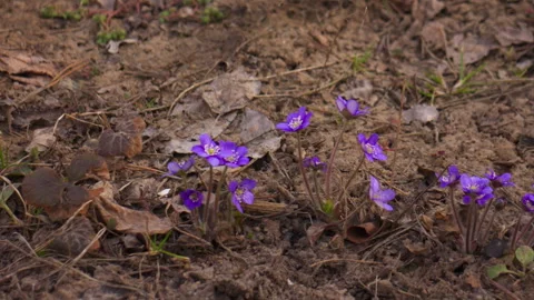 Close-up of Purple Hepatica Flowers with Camera Panning in Garden 스톡 동영상 331505444