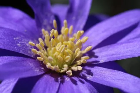 Close up of A purple hépatica nobilis Stock Photos