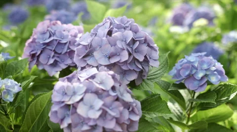 Close up purple hydrangea, color grade, in Japan Stock Footage 66487080