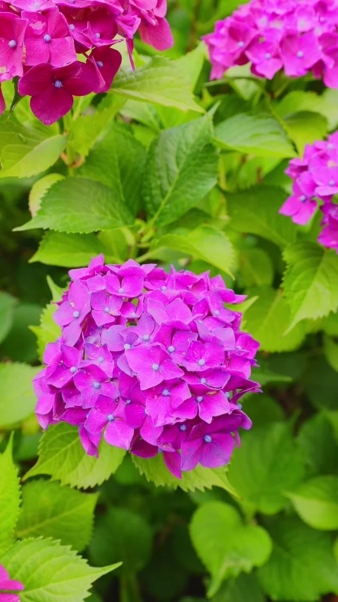 Close up of purple hydrangea flower blooming at Tenpai Park Stock Footage 337678623