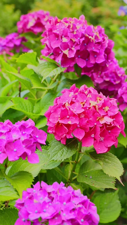 Close up of purple hydrangea flower blooming at Tenpai Park Video stock 337678642