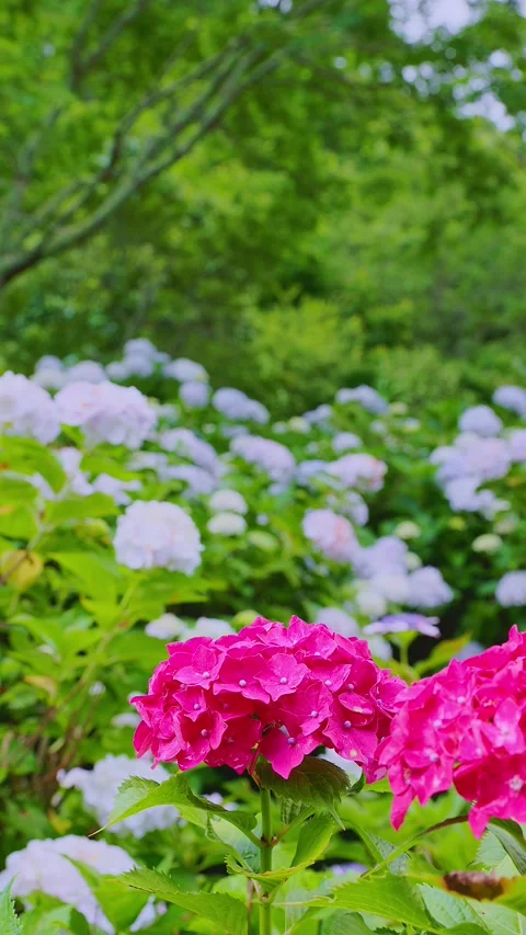 Close up of purple hydrangea flower blooming at Tenpai Park Stock Footage 337678646