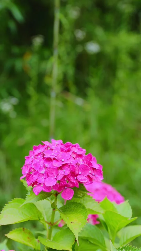 Close up of purple hydrangea flower blooming at Tenpai Park Stock Footage 337678706