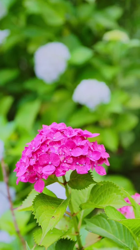 Close up of purple hydrangea flower blooming at Tenpai Park Stock Footage 337678708