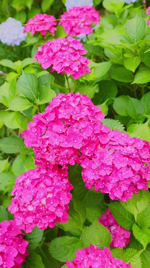 Close up of purple hydrangea flower blooming at Tenpai Park Video stock 337678711