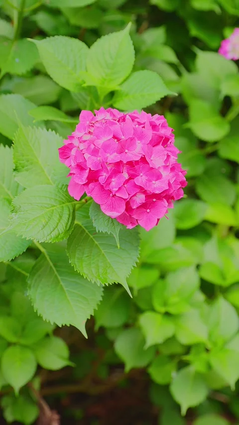 Close up of purple hydrangea flower blooming at Tenpai Park Video stock 337678726