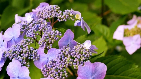 Close-up of a purple hydrangea. Stock Footage 87628533