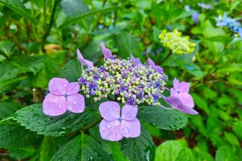 Close-up of the purple hydrangea in the park after the rain. 库存照片
