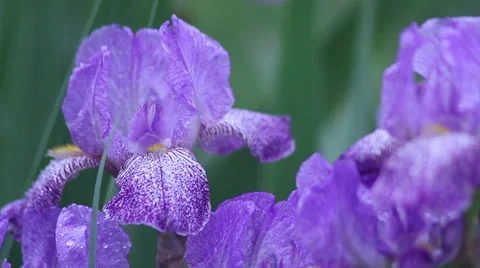 Close up Purple Iris 11 Stock Footage 35656350