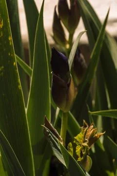 Close-up of purple iris buds among green leaves in garden sunlight Stock Photos