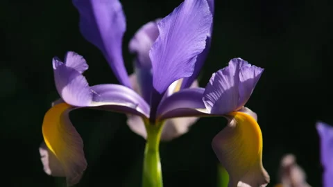 Close-up of a purple iris flower with yellow petals swaying softly in the wind Stock-Footage 332728752