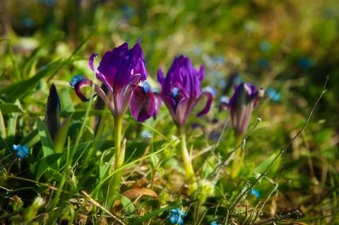 Close up of purple iris flowers background lawn. landscape delicate spring Stock Photos
