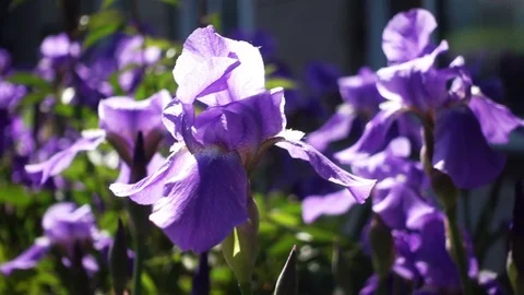 Close Up Of Purple Iris Flowers Video stock 71755256