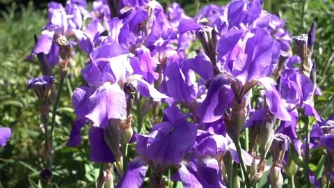 Close Up Of Purple Iris Flowers Видео 72551669