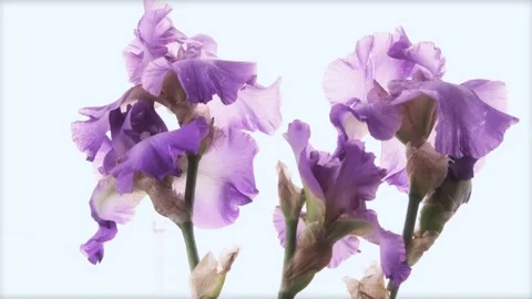 Close Up Of Purple Iris Flowers 스톡 동영상 143600509