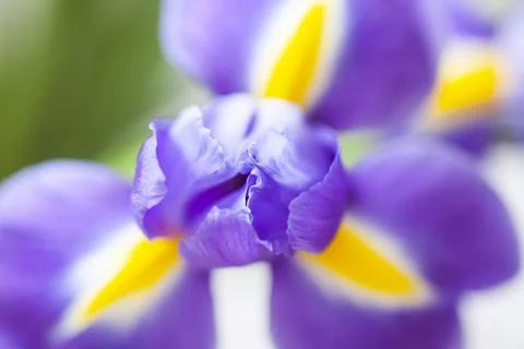 Close up of the purple iris flowers on white background. Stock Photos