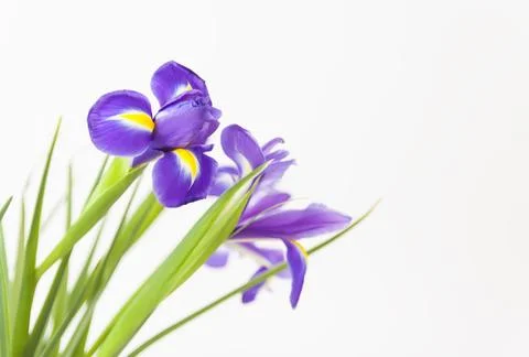 Close up of the purple iris flowers on white background. Stock Photos