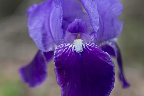 Close up on Purple Iris Stock Photos