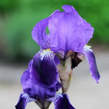 Close-up of a purple iris Stock Photos