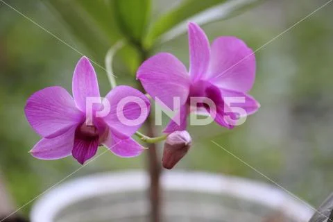 Close up of a purple Larat orchid whose Latin name is Dendrobium bigibbum v.. Stock Photos