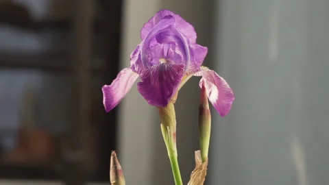 Close up of purple lily dancing with the wind, slow motion Stock Footage 138575644
