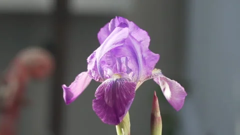 Close up of purple lily dancing with the wind, slow motion Stock Footage 138575665