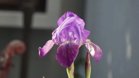 Close up of purple lily dancing with the wind, slow motion Stock Footage 138575675