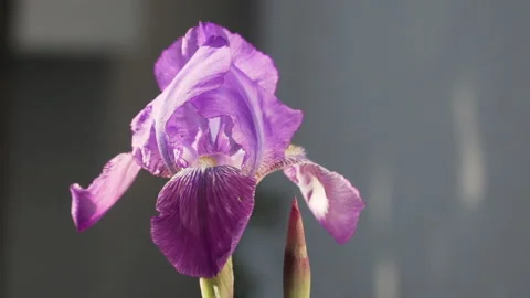 Close up of purple lily dancing with the wind, slow motion Video stock 138575680