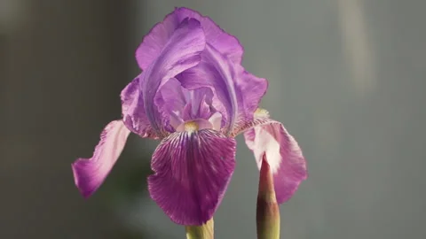Close up of purple lily dancing with the wind, slow motion Stock Footage 138575706