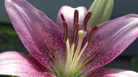 Close up of purple lily Stock Footage 169861008