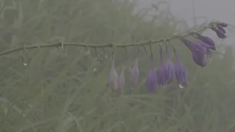Close-up of Purple Lysimachia Flowers Stock-Footage 343663442