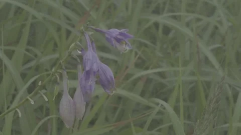 Close-up of Purple Lysimachia Flowers Stock-Footage 343664644