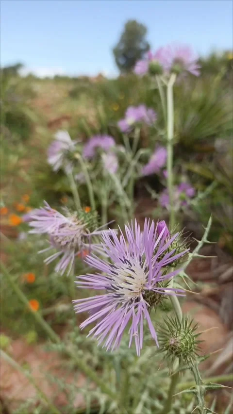 Close-up of Purple Milk Thistle (Galactites Tomentosus) Wildflower in Nature 스톡 동영상 333473302