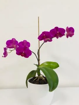 Close up purple orchid in a white vase in an office isolated in white background Stock Photos