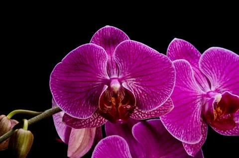 Close-up of purple orchids Foto stock
