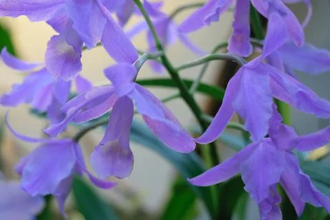 Close-up of Purple Orchids Stock Photos