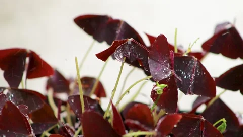 Close up of purple Oxalis triangularis leaves with water droplets in rain. Stock Footage 346276937