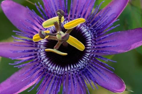 Close-up of a purple Passion Flower Stock Photos