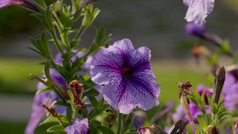 Close Up Purple Petunia Stock Footage 79656219