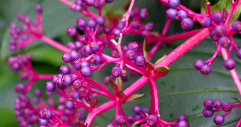 Close-Up of Purple-Pink Berries Stock Footage 285236260